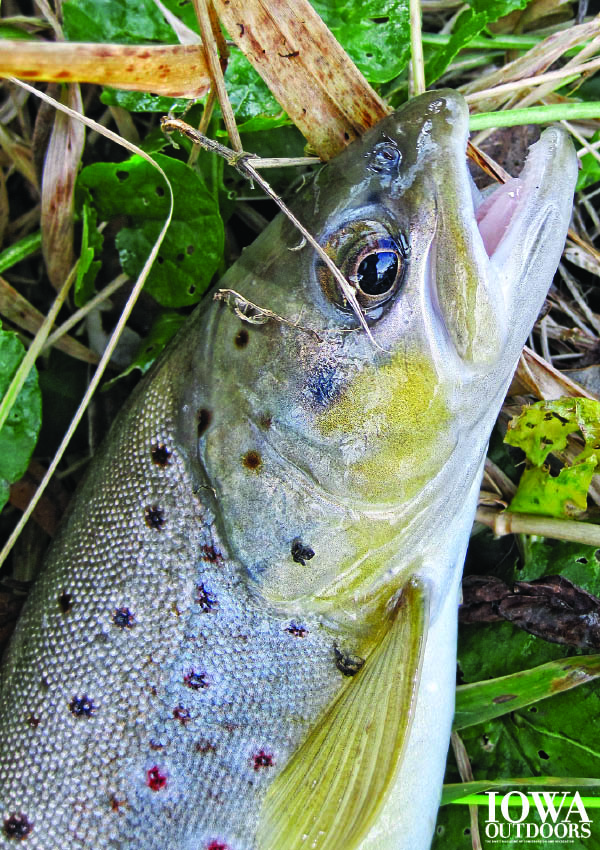 Follow along as Jim Wahl attempts to conquer the King of the Trout Stream | Iowa Outdoors magazine
